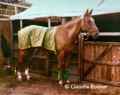 The horses were stabled in quite small tent boxes. Here Slibowitz of Uwe Schulten-Baumer junior from the German contingent.