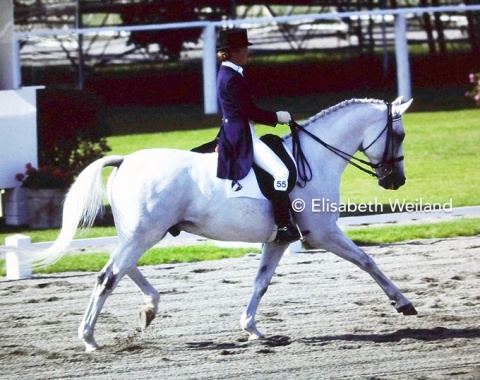 Mexican Margarita Nava de Gonzalez and her gorgeous Trakehner gelding Pentagon were the first to represent Mexico at World championships. They came 23rd in the Grand Prix and returned to the world scene with a Mexican team at the Olympics in Los Angeles 1984.