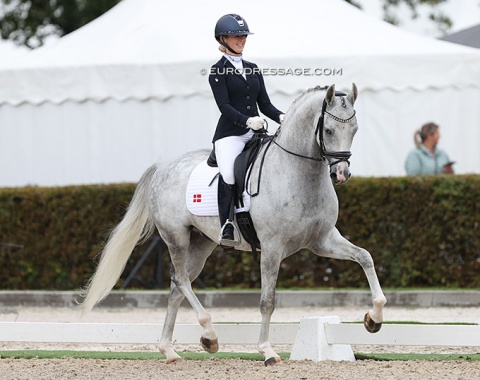 Danish Sissel Bille Jakobsen on the almost Arabian looking Danish warmblood Dune Nec (by Hesselhoj Donkey Bou x De Noir)