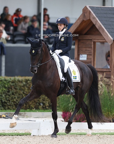 Maybe not the most flashy mover of the pack, but by far the most beautifully presented of the day: Vendela Eriksdotter Rubin on the Swedish bred Diploid (by Hesselhoj Donkey Boy x Topaasch). He is bred by Lena Nystrom and owned by Stockholm Ridsport 