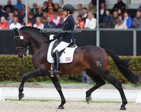 PRE stallion Pampero FS (by Enganoso VI x Ermitano III), bred and owned by Yeguyada Arroyomonte. Beautifully presented by Alberto Garcia Brinon