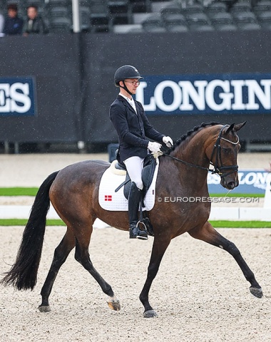 Allan Grøn on Søbakkehus Maude (by Hesselhoj Donkey Boy x Wilkens). Very gifted mover but today a bit distracted and impressed by the surroundings