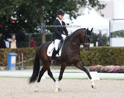 Danish Allan Grøn on the Danish bred Bøgegaardens Santiago Bernabeu (by Boegegaardens Santiago x  Boegegaardens Laurino)