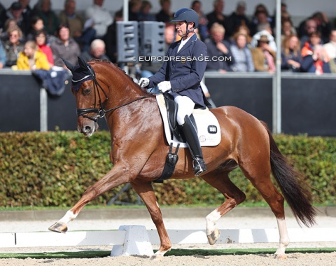 Tom Heylen on Quberon van het Beukenhof (by Johnson x Don Renoir)