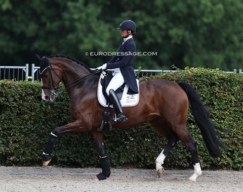 Nadine Plaster on Shiva (by Sir Heinrich x Furst Grandios)