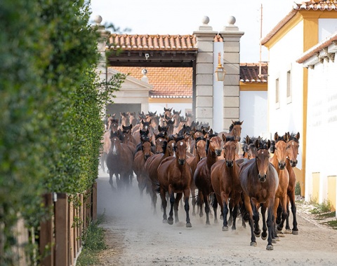 Lusitano mare band heading home