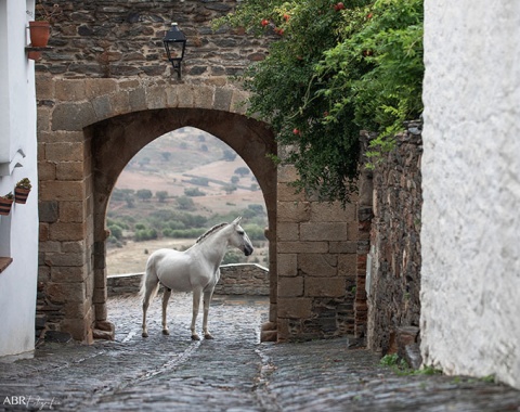 Horses and castles in Alentejo