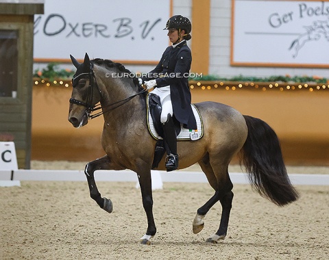 Irish Jennifer Harnett on the 13-year old Lusitano Eximio (by Zircon x Regalo)