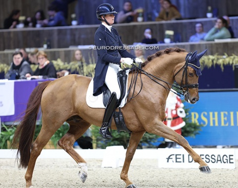 Jorinde Verwimp on Veronique Engelen-Philippaerts' 10-year old SBS stallion Golddream van de Kempenhoeve (by Jazz x Quaterback)