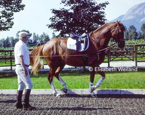 Teaching a younger horse piaffe in long lines at Otto Hofer’s yard at the beginning 1990s. 