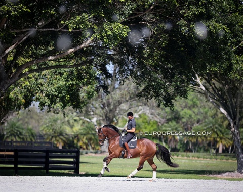 Dr. Ulf Möller schooling a horse