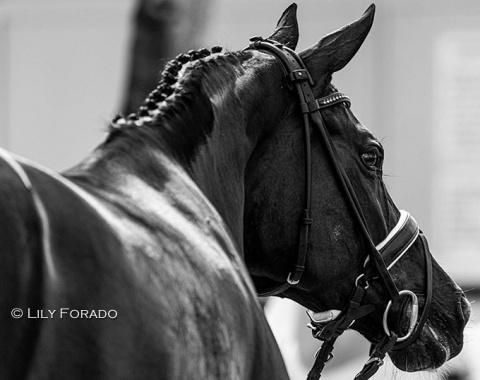 Making a long awaited come back to the CDI ring, Alice Tarjan's Candescent (by Christ), who last competed internationally at the 2021 CDIO Aachen.