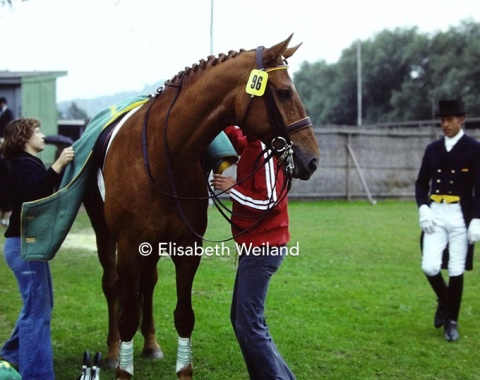 Woyzeck getting well taken care of by his two grooms. The 12-year-old Hanoverian gelding was known for having an exceptional temperament.