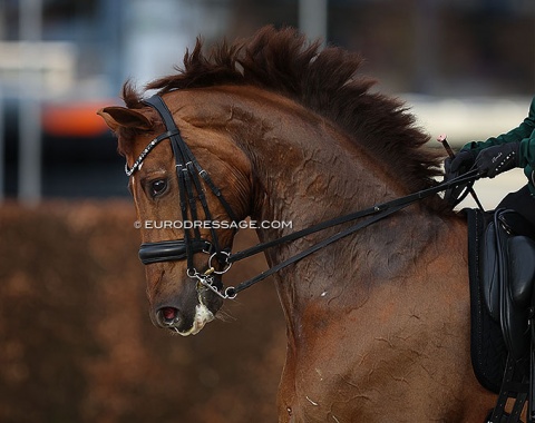 Grand Prix horse Siebenstein