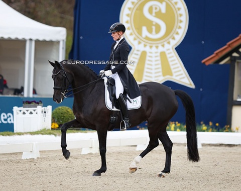 Same path as Fendi: from Louisdor Cup in Hagen in 2022 to CDI Grand Prix in Hagen in 2023: Svenja Kämper-Meyer on the home bred Amanyara M (by Ampere x Davignon). I like this horse a lot