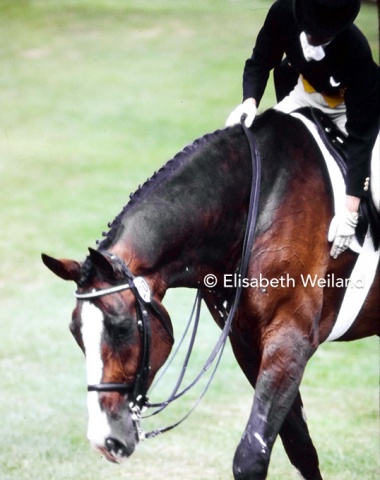 The magnificent Holsteiner Corlandus (by Cor de la Bruyère x Landgraf I) finally realized the promise so many had seen in this outstanding horse.