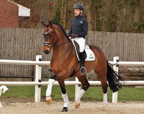 Six-year-old Ecclestone (Escolar x Stedinger x Concetto I ) presents himself as an expressive athlete with charm, movement qualities and all the possibilities that make a great dressage horse.