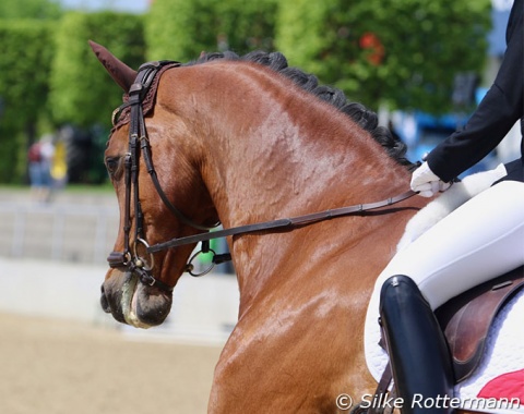 A steady contact with the weight of the reins only: What should be the goal, Swiss grade V rider Nicole Geiger demonstrates on Amigo at least for that moment.