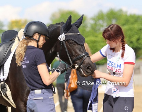 The pretty Fürstenball-son First Love is being prepared for his start with Czech Grade 1 rider Anastasja Vistalova.