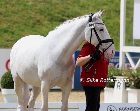 Nautika as white as a Lipizzan can be during the freestyle prize-giving on Saturday morning
