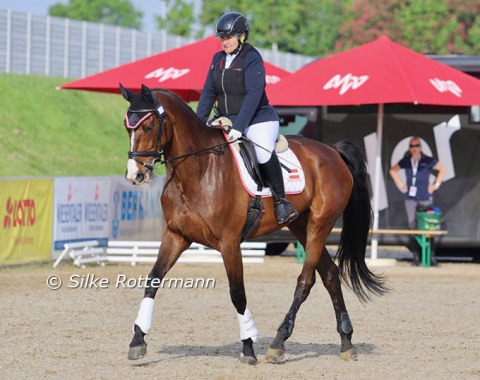 This year Austria sent a strong contingent of 5 riders in all grades to Mannheim. Grade 3 riders Karin Krammel warms up her young mare Lavina Z (by Lahnstein x Landesfürst) in the glorious spring sunshine on Saturday morning