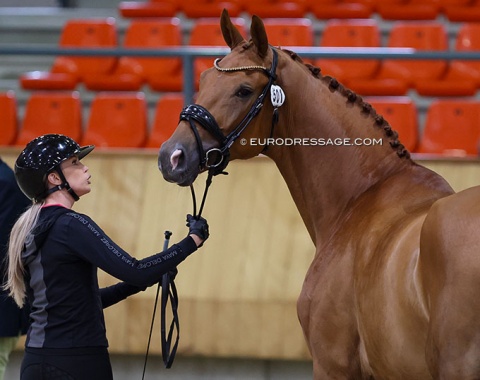 Simone Pearce with No Limit at the jog