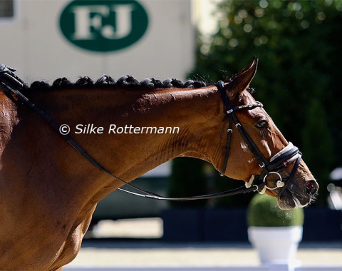 Bequia Simba seems to own a collection of fashionable noseband pads