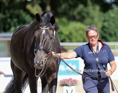 Vladimir Vinchon’s Oldenburger Pégase Mayenne (by Fidertanz) got to know the competition arena being hand-walked while his rider looked on.