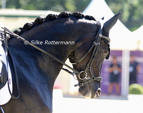 The refined head of Sophie Wells’ young mare LJT Egebjerggards Samoa.