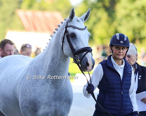 The drop dead gorgeous Connemara Strong Beau being presented by his rider’s mother for the British team.