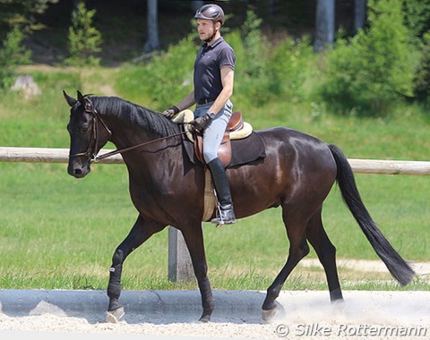 Warm-up-phase: A longer and slightly lower frame in working trot than later during the working-phase, posting the trot.