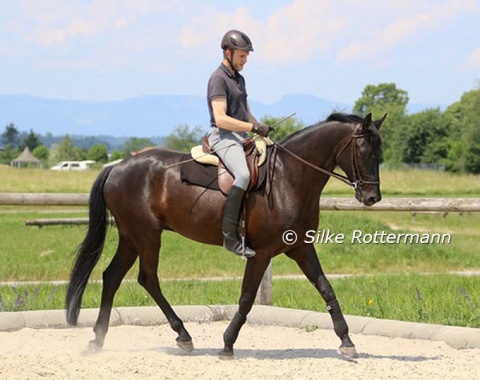Shortening the trot strides just before a corner: the movement goes more up- than forward, the strides get more springy, IF the horse is supple and keeps the rhythm. The horizontal balance is still work in progress