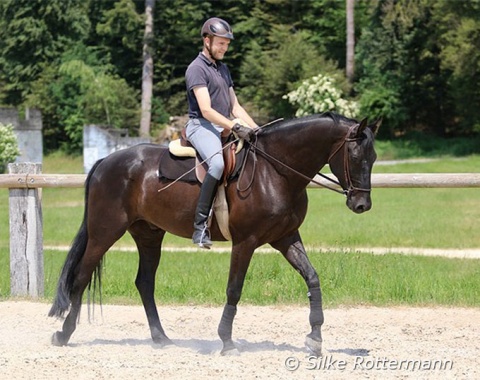 The warm-up-phase starts with a fresh walk on long reins, the rider keeps a slight contact. It is important to guard a fresh tempo which requires a relaxed horse, otherwise the walk becomes hasty and the rhythm disturbed.