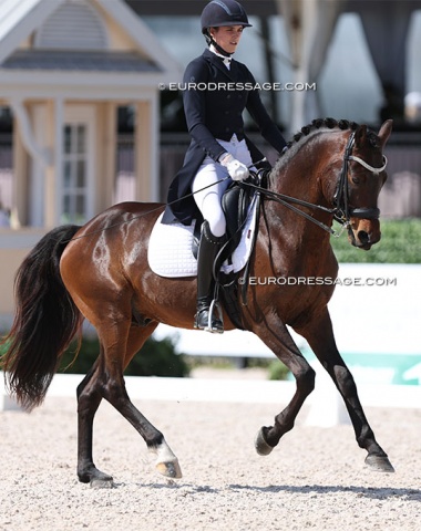 Anna Merritt on (oversized) pony Fox Creek's Censational (by Caramel FH x FS Don't Worry) in the Developing Grand Prix class!