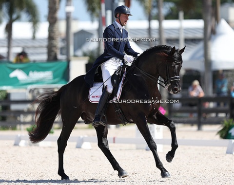 Austin Webster on the Trakehner Guildenstern Sol (by Ivanhoe x Imperio)