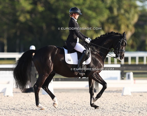 A familiar face: Topaz Diamant, Ukrainian bred by Sir Diamant. Shown by Ukrainian Oksana Denysenko in the young horse classes. Now in the USA with Katrin Dagge