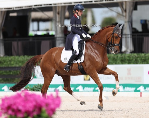 Venezualan Patricia Ferrando preparing for the Olympics as Venezuela and not Chile got an individual slot as announced by the FEI. Her number one is Honnaisseur (by Connaisseur x Jazz) 