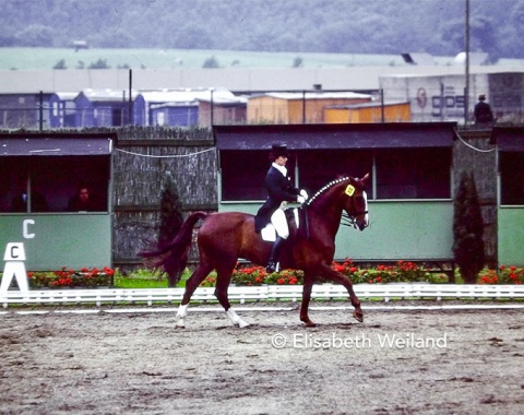 The Hanoverian Galapagos (by Grande) in the old Aachen dressage arena at the beginning 1980s. The chestnut gelding followed in Ultimo’s footsteps.