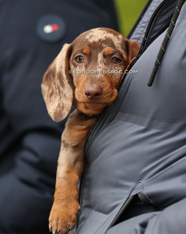 Dog in a jacket