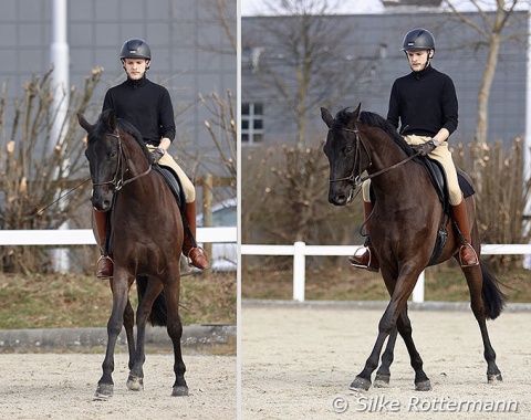 Flexion and bend in the trot half-passes have improved. Fantastico is now able to cross more while remaining in self-carriage