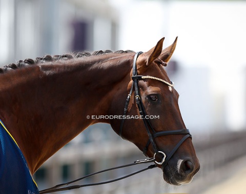 Fabulous Fidelie as a friendly horse