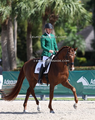 American Under 25 rider Josh Albrecht on KWPN-NA bred stallion Rockefeller HF (by Koning DG), bred by Willy Arts