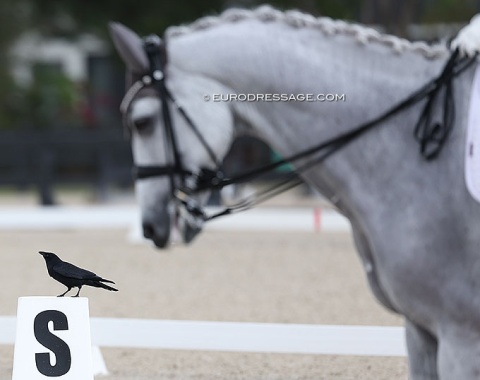 Bird and horse