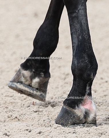 Interesting conformation/articulation in the frontleg mechanics
