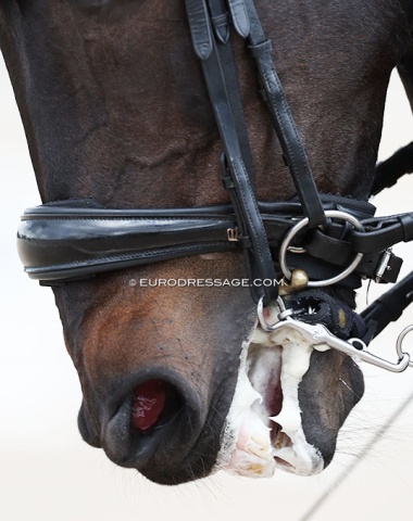 Interesting (low) positioning of noseband and curb