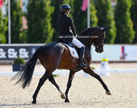Belgian Xyliana de Rover on Hamlet (by Quadroneur x Monteverdi)