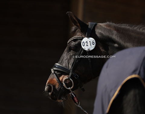 The French owned Sir Sandro