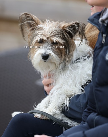 Dog