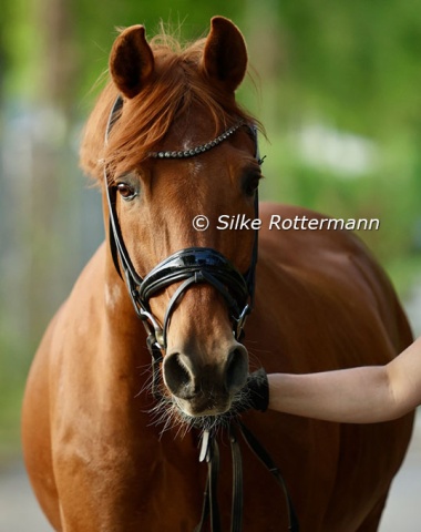 Lots of expression by FS Dali, a 17-year-old Rhinelander stallion by FS Don’t Worry, the horse of Danish Grade 3 rider Zara Jensen.