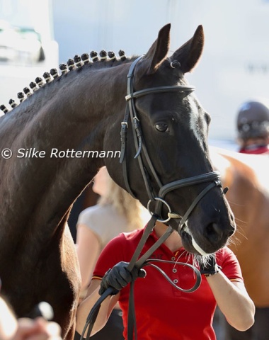 The drop dead gorgeous head of Soraya, an Oldenburger mare by the Trakehner Singolo and bred by former German national para coach Franz-Martin Stankus.